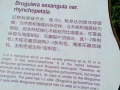 -东寨港红树林旅游区