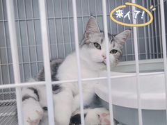 -翊宠yipet猫狗购宠庄园犬舍•猫舍
