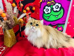 -爱洗澡的猫(望京店)