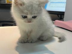 -御宝贝·A梦猫科宠物医院(国际猫友好医院)