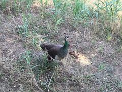-北京麋鹿生态实验中心