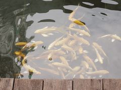 -觀芷隐轩