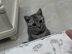 -关爱宠物医院·猫科中心·消化科(滨湖万达分院)