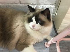 -喵屿·大理花园猫咖