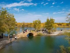 -金塔沙漠胡杨林景区
