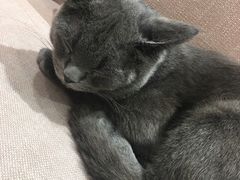 -藏猫猫咖啡主题馆(中央大道店)