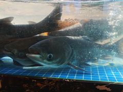 -浔味·山屿湖·正宗淳牌全鱼宴老字号