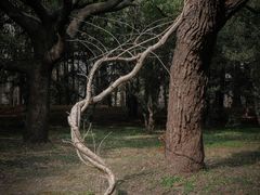 -上海共青森林公园