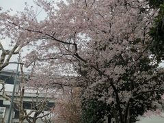 -上海南浦大桥长途旅游客运站