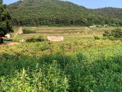 -金石滩蓝莓谷庄园