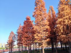 -上海海湾国家森林公园