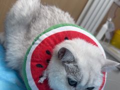 -瑞派·关忠动物医院·猫专科·犬专科(三环新城店)