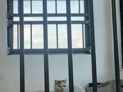 -思琪宠物医院(昆山花桥店)
