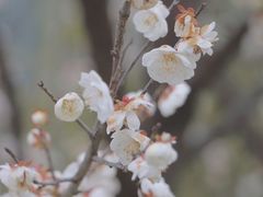 -洋湖国家湿地公园
