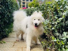 -龙坞茶村