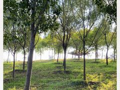 -东郊湿地公园