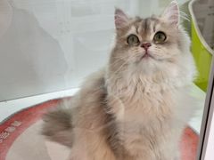 -青奢宠物·青奢猫舍