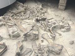 -自贡恐龙博物馆