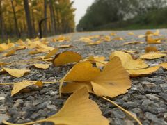 -汉长安城未央宫国家考古遗址公园