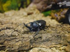 上海大自然野生昆虫馆-上海大自然野生昆虫馆
