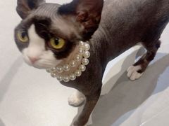 -琪喵猫屋·撸猫猫咖·猫舍