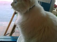 -Babycat私家御饼屋(龙头路一店)