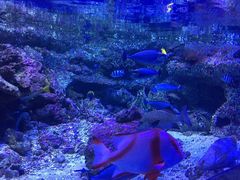 -悉尼海洋生物水族馆