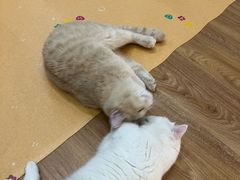 -COLOR PETS 撸猫馆·购猫·猫咖(长风大悦城店)