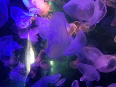 水母-东部华侨城