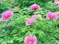 -洛阳市隋唐城遗址植物园