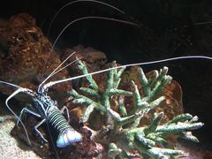 -暹罗海洋世界