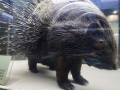 -国家自然博物馆