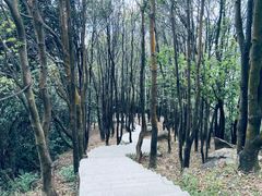 -火炉山森林公园