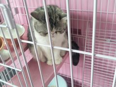 -霸王茶姬(南强街店)