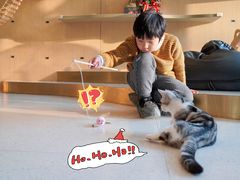 -飞行喵MR PILOT|猫舍·猫咖(静安大融城店)