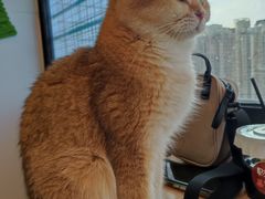 -有喵·猫咖·狗咖·30几只猫10只小狗(岗厦店)