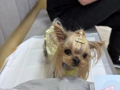-美联众合动物医院·24h转诊中心