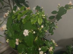 -中环花鸟鱼虫市场