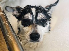 -PETKIT小佩宠物(古北店)