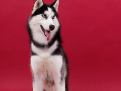-趣玩宠物乐园寄养训犬训狗游泳池