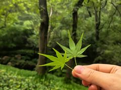 -句容茅山景区