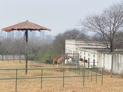 -合肥野生动物园
