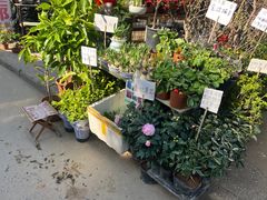 -合肥市裕丰花鸟虫鱼市场-F区