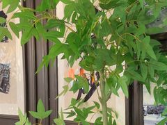 -阿大排档(长春这有山店)