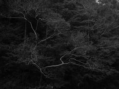 -花岩国家森林公园