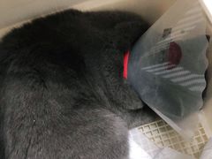 -宠福鑫康馨动物医院·骨科·眼科