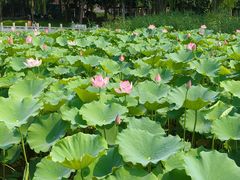 -莲花池公园