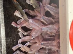 -蛙鱼道美蛙鱼自助火锅(新耍都店)