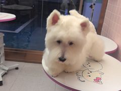 -FAELING PETS美天灵宠物(富力广场店)