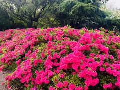 -上海滨江森林公园